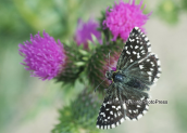Πεταλουδα (Pyrgus sp.) στο Βαρνουντα
