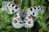 Πεταλουδα (Parnassius apollo) στην Οιτη