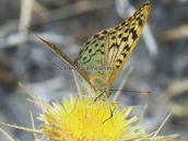 Πεταλουδα (Argynnis pandora) στη Παρνηθα
