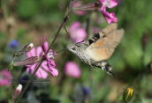 Macroglossum stellatarum