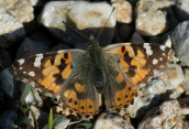 Πεταλουδα (Vanessa cardui) στη Παρνηθα