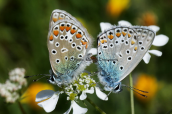 Πεταλουδες (Polyommatus icarus)