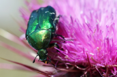 Χρυσομυγα (Cetonia aurata)