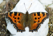 Πεταλουδα (Nymphalis polychloros) στη Παρνηθα