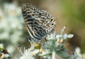 Πεταλουδα (Leptotes pirithous) στη Παρνηθα