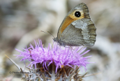 Πεταλουδα (Maniola jurtina) στη Παρνηθα