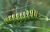 Η Καμπια της πεταλουδας (Papilio machaon)