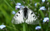 Πεταλουδα (Parnassius mnemosyne) στη Γκιωνα