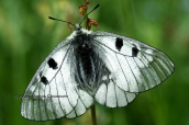 Πεταλουδα (Parnassius mnemosyne) στη Γκιωνα