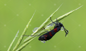 Zygaena sp. στην Οιτη