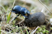 Trypocopris vernalis