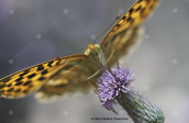 Πεταλουδα (Argynnis paphia) στην Οιτη