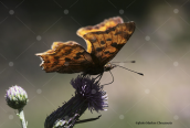 Πεταλουδα (Polygonia c-album) στην Οιτη