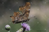 Πεταλουδα (Polygonia c-album) στην Οιτη