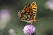 Πεταλουδα (Issoria lathonia) στην Οιτη