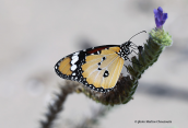 Πεταλουδα (Danaus chrysippus) στη λιμνοθαλασσα Μεσολογγιου