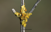 Λειχηνα (Xanthoria parietina) στο Σχινια