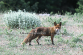 Αλεπου (Vulpes vulpes) στη Παρνηθα