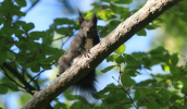 Βερβεριτσα (Sciurus vulgaris) στον Ολυμπο