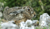 Λαγός (lepus europaeus) στη Παρνηθα