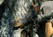 Ασιατικος σκιουρος (Sciurus anomalus) στη Λεσβο
