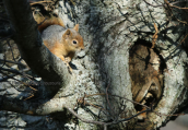 Ασιατικος σκιουρος (Sciurus anomalus) στη Λεσβο