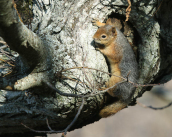 Ασιατικος σκιουρος (Sciurus anomalus) στη Λεσβο.Η Λεσβος ειναι η δυτικοτερη περιοχη εξαπλωσης του και η μοναδικη περιοχη της Ευρωπης που τον συνανταμε