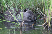Μυοκαστορας (Myocastor coypus) στο δελτα του Εβρου