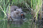 Μυοκαστορας (Myocastor coypus) στο δελτα του Εβρου