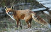 Αλεπου (Vulpes vulpes) στη Παρνηθα