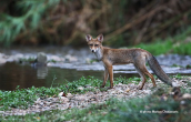 Αλεπου (Vulpes vulpes) στον Κηφισο (Αθηνα)