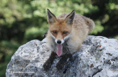 Αλεπου (Vulpes vulpes) στη Παρνηθα