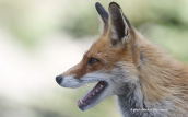 Αλεπου (Vulpes vulpes) στη Παρνηθα