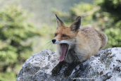 Αλεπου (Vulpes vulpes) στη Παρνηθα