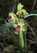 Ορχιδεα (Ophrys umbilicata subsp. attica) στη Μαλακασα