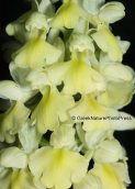 Ορχιδεα (Orchis pallens) στο Παρνασσο