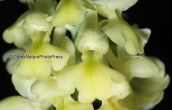 Ορχιδεα (Orchis pallens) στο Παρνασσο