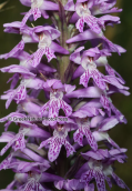 Ορχιδεα (Dactylorhiza saccifera) στην Οιτη