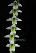Ορχιδεα (Spiranthes spiralis) στο Σουνιο
