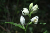 Ορχιδεα (Cephalanthera damasonium) στη Παρνηθα