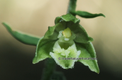 Ορχιδεα (Epipactis microphylla) στη Παρνηθα