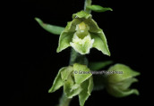 Ορχιδεα (Epipactis microphylla) στη Παρνηθα