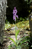 Ορχιδεα (Orchis mascula subsp. pinetorum) στο Μαιναλο