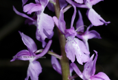 Ορχιδεα (Orchis mascula subsp. pinetorum) στο Μαιναλο