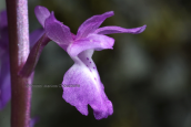 Ορχιδεα (Orchis mascula subsp. pinetorum) στο Μαιναλο