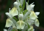 Ορχιδεα (Dactylorhiza sambucina) στην Οιτη