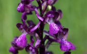 Ορχιδεα (Anacamptis morio) στην Οιτη