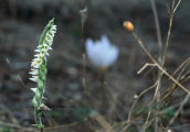 Ορχιδεα (Spiranthes spiralis) στο Σουνιο