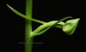 Ορχιδεα (Platanthera chlorantha) στην Ευβοια
