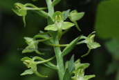 Ορχιδεα (Platanthera chlorantha) στην Ευβοια